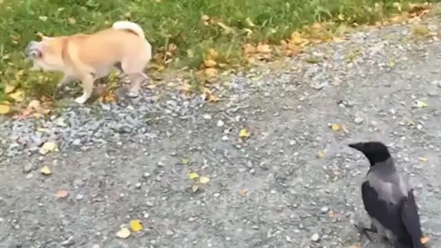 Best Animal funny video compilation