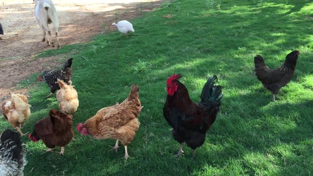 Rooster loves to scream in front of its hens