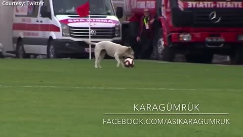 Canine interruption: How a dog brought a football match to a halt