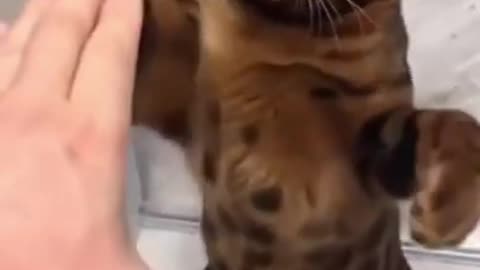 this cute cat trains to box