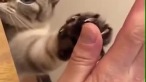 High Five Meowing Cat,Cure Sour Soul