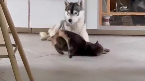 Cat playing with Dog