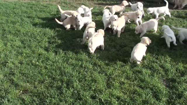 LITTLE DOG PLAYING..