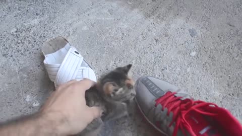 How to deactivate small cat