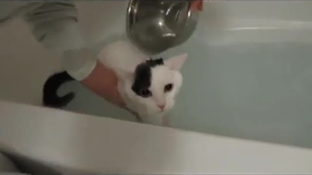 OMG cute cat toking in the bath 🛁🛁🚿🚿