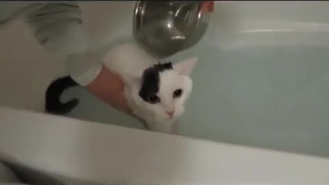 OMG cute cat toking in the bath 🛁🛁🚿🚿