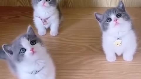 Cute cat videos