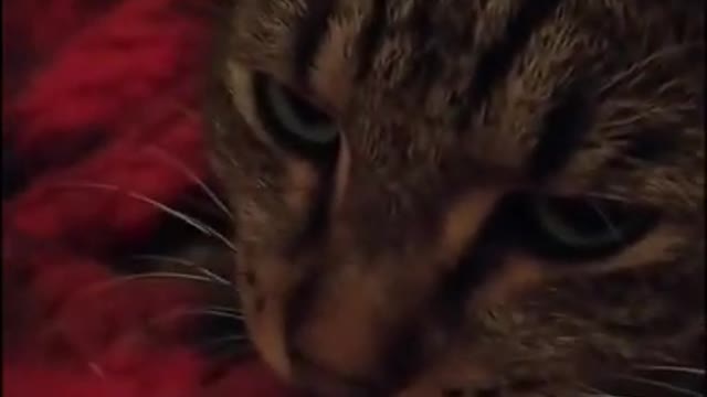 Funny Cats Cute Cats Funny Animals videos!