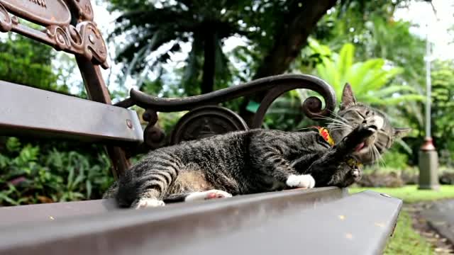 Cute Cat Having Insane Reactions Of Tasting Herself By Tongue