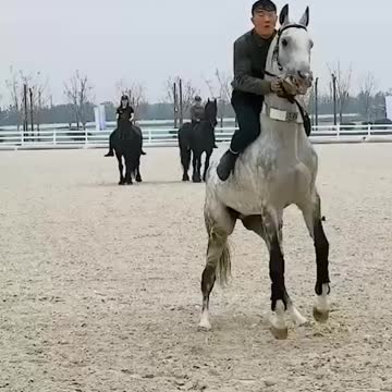Horse stunt