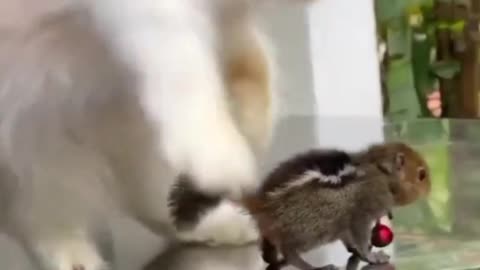 Cute kitten and a tiny squirrel playing together 🥰