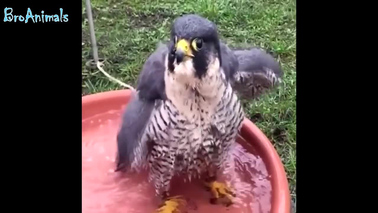 FUN WITH ANIMALS, funny birds