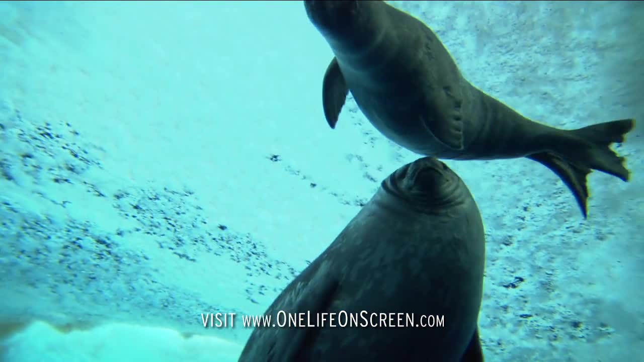 Seal Pup takes first swim | One Life | BBC