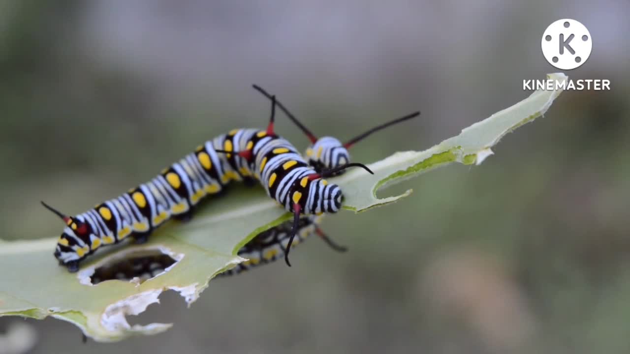 🐛Catterpillar eating