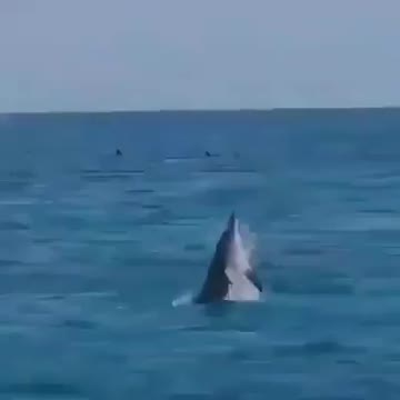 Dolphins doing acrobatics in the wild
