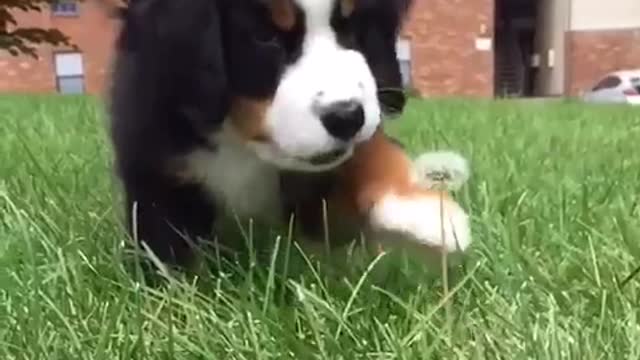 Puppy eating dandelion in slowmotion