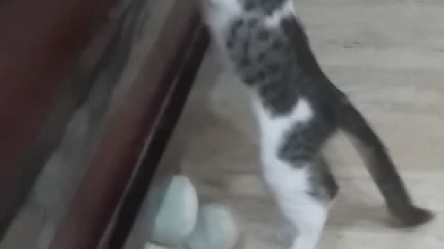 My drama baaz kitten playing naughty