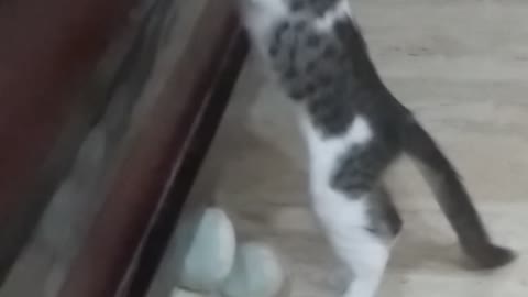 My drama baaz kitten playing naughty