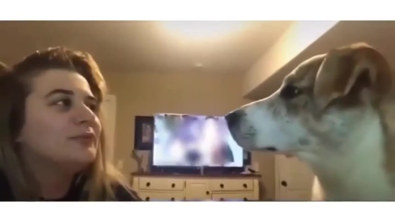 Dog Doesn't Like Being Copied