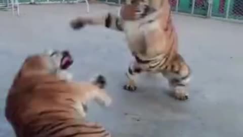 Fighting tiger