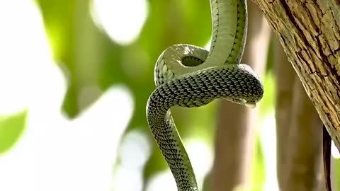 the green snake is eating its lunch