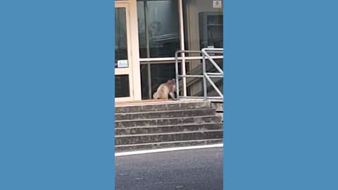 Curious koala heads to school