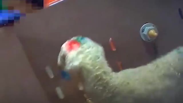 TOTAL MADNESS - Baby Animals in the Food Industry