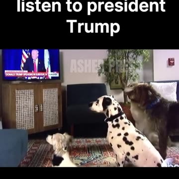 These Dogs Are Voting For Donald Trump