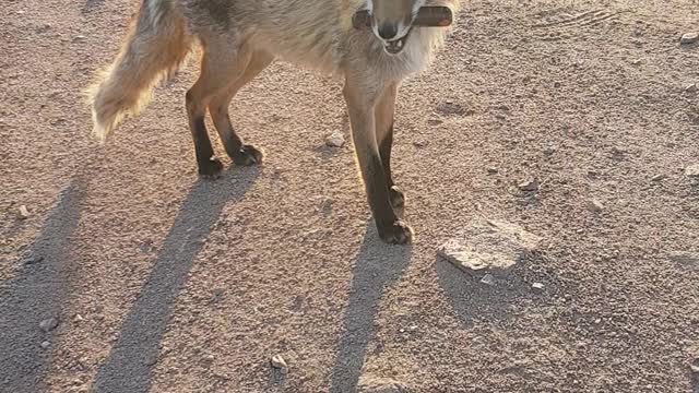 Wild fox around Vladivostok