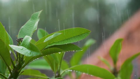 40 Minutes of Soothing Rain Sounds