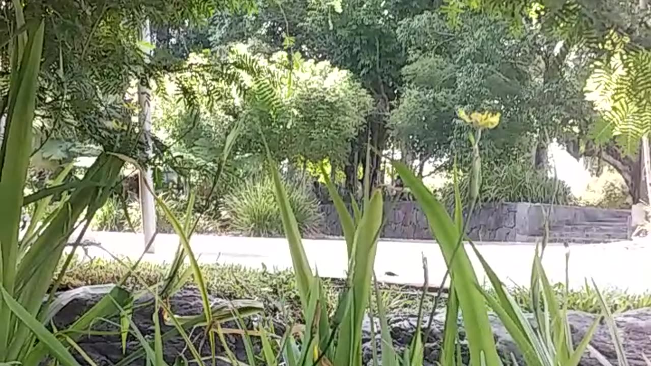 29.11.2024 Out of Control Kuranda