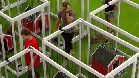 Rescuing 100+ Abandoned Dogs - Watch Their Happy Journey to Find Loving Homes!