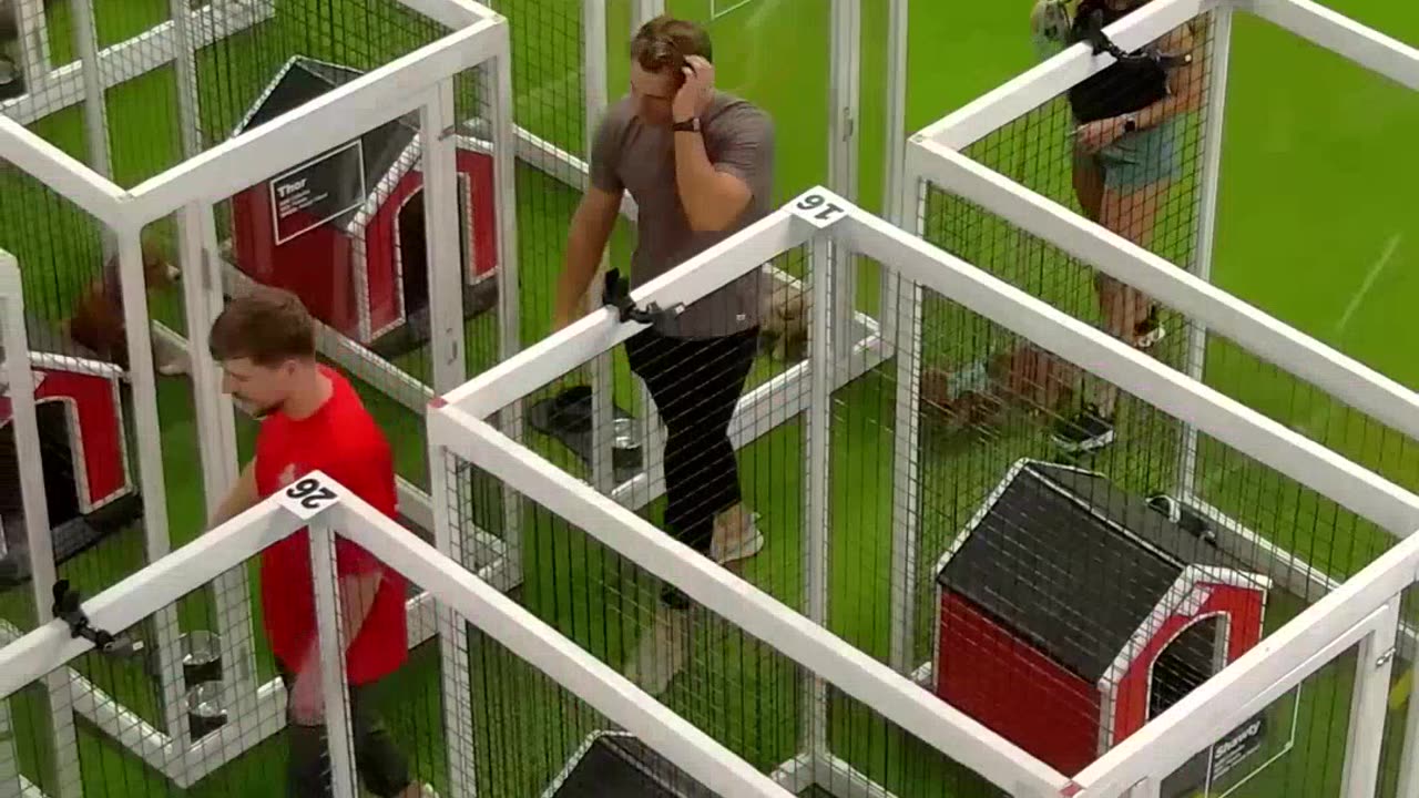 Rescuing 100+ Abandoned Dogs - Watch Their Happy Journey to Find Loving Homes!