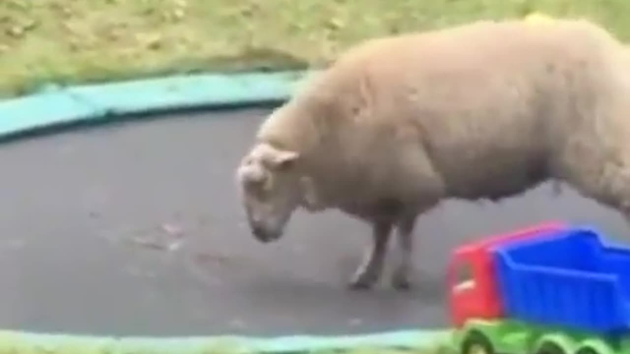 Funny sheep