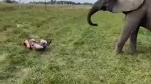 Child playing with elephant