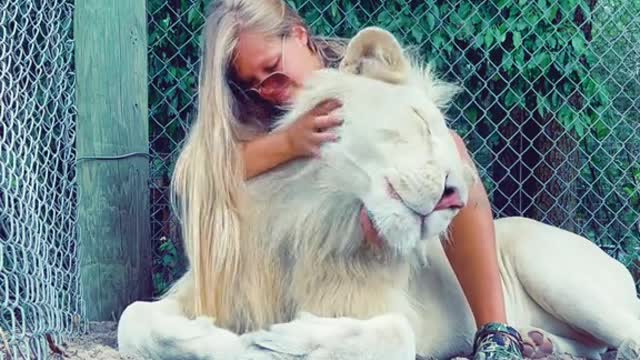 Some lovens for Timba, the mohawk man 🦁 #NOTpets #lions #whitelion #whitelions