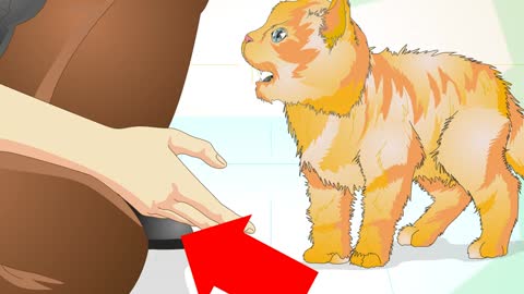 How to Properly Deal with an Aggressive Cat