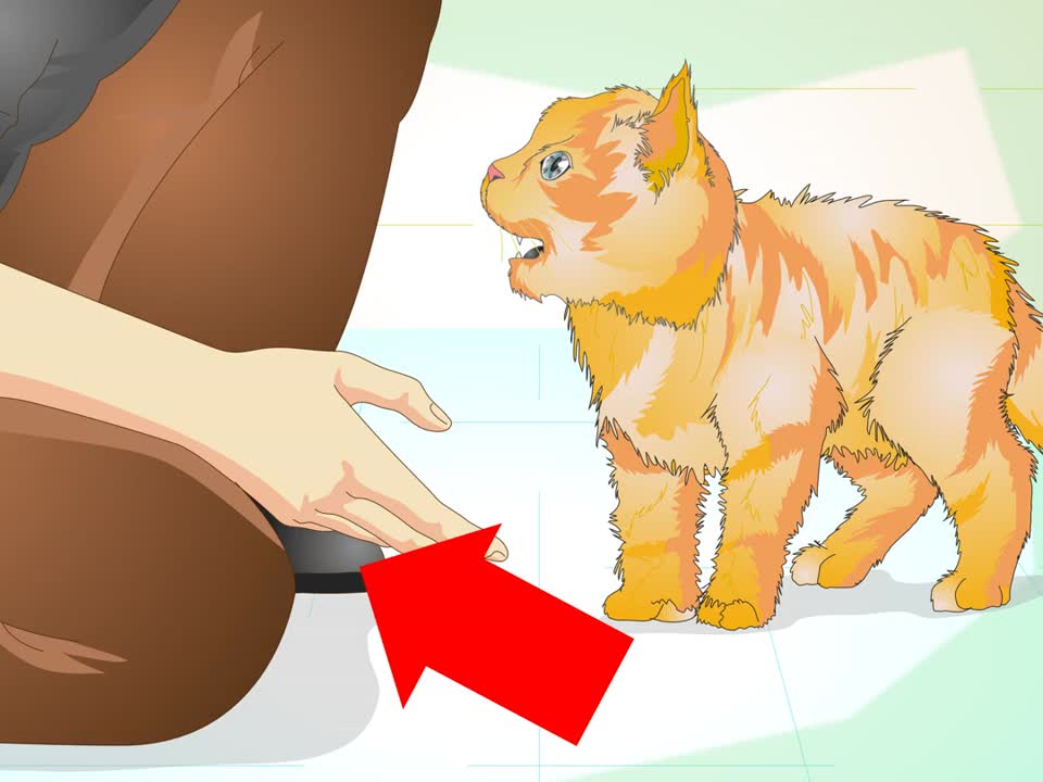 How to Properly Deal with an Aggressive Cat