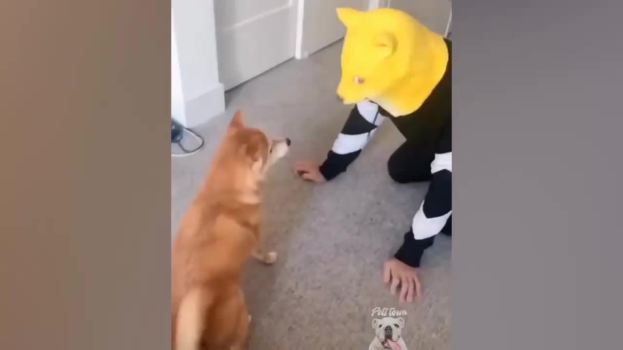 Funny Doge Reaction - Doge VS Doge Mask