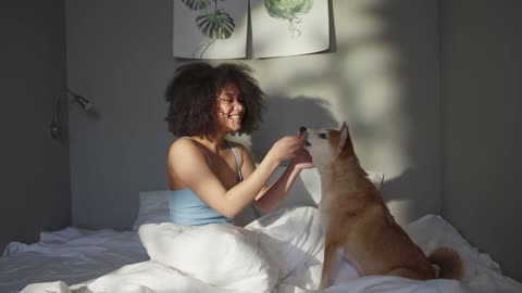 Dog puppy pet animal