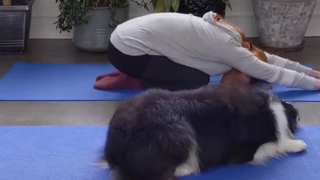 Adorable dog works out with owner