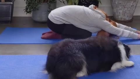 Adorable dog works out with owner