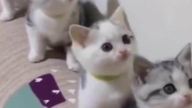 Top funny cat babies videos compilation