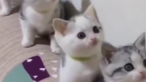 Top funny cat babies videos compilation