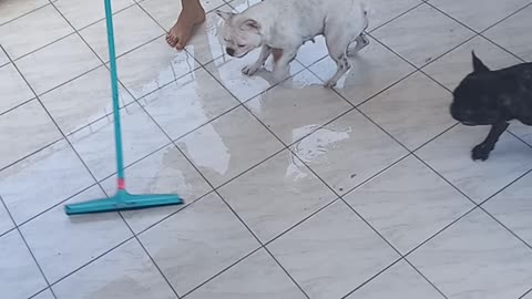 Playful Bulldogs Have Fun During Floor Cleaning