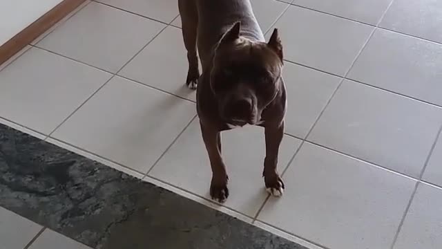 angered the pitbull and was startled