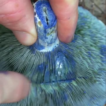 Indigo Milk Cap Mushroom Foraging