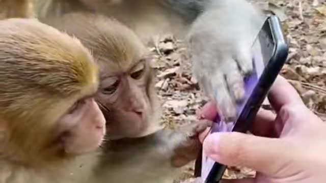 Monkey and the Internetš¤£