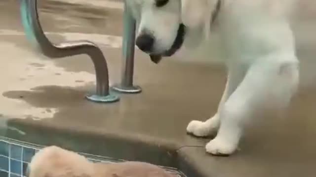 golden retriever mother giving swimming lessons to baby puppy