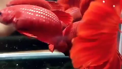 BETTA FISH